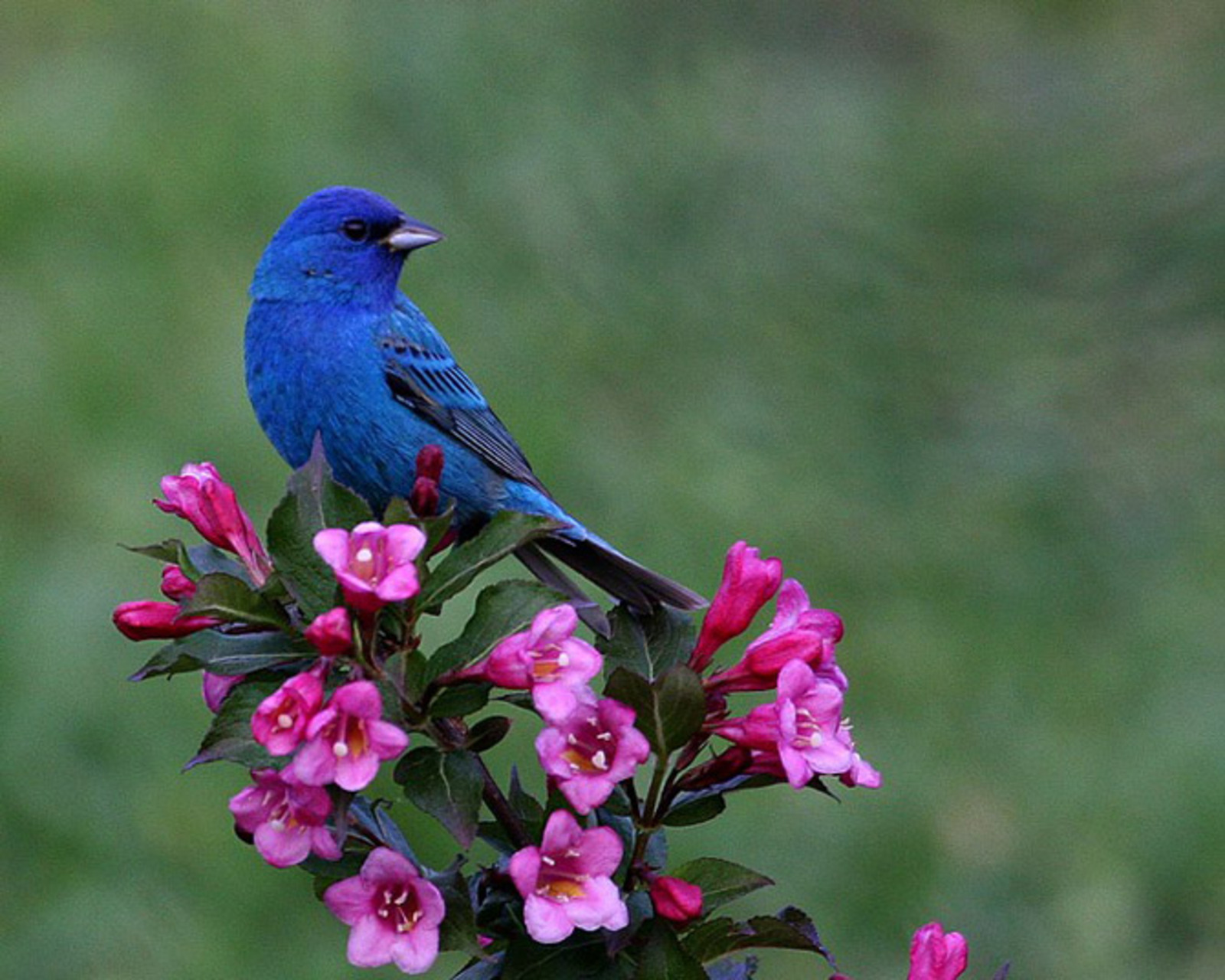 鳥の花の壁紙,鳥,枢機卿,工場,花,止まった鳥