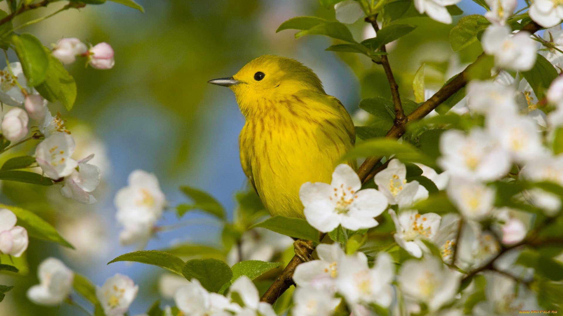 bird flower wallpaper,bird,beak,atlantic canary,yellow,yellow warbler