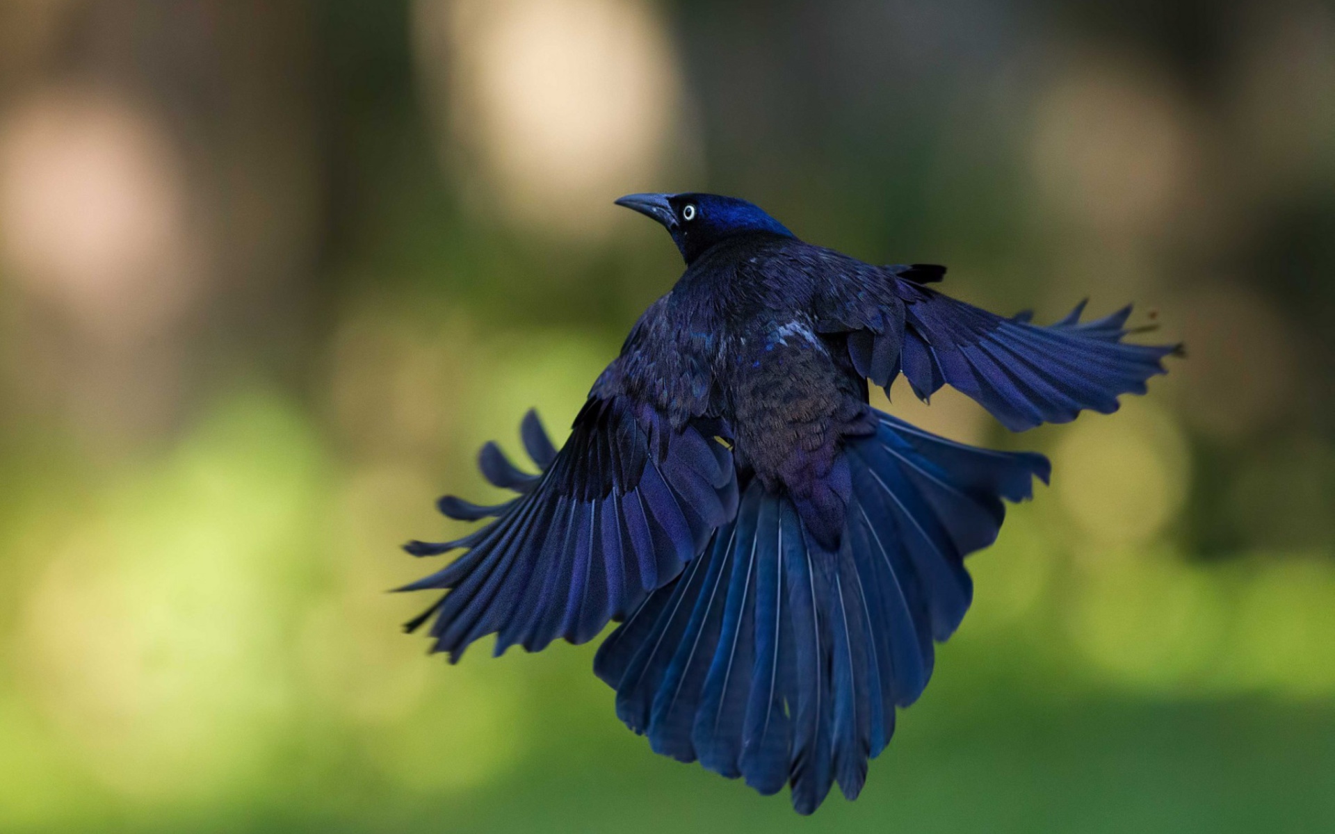 Black Bird Wallpaper Grackle Bird Hd WallpaperUse