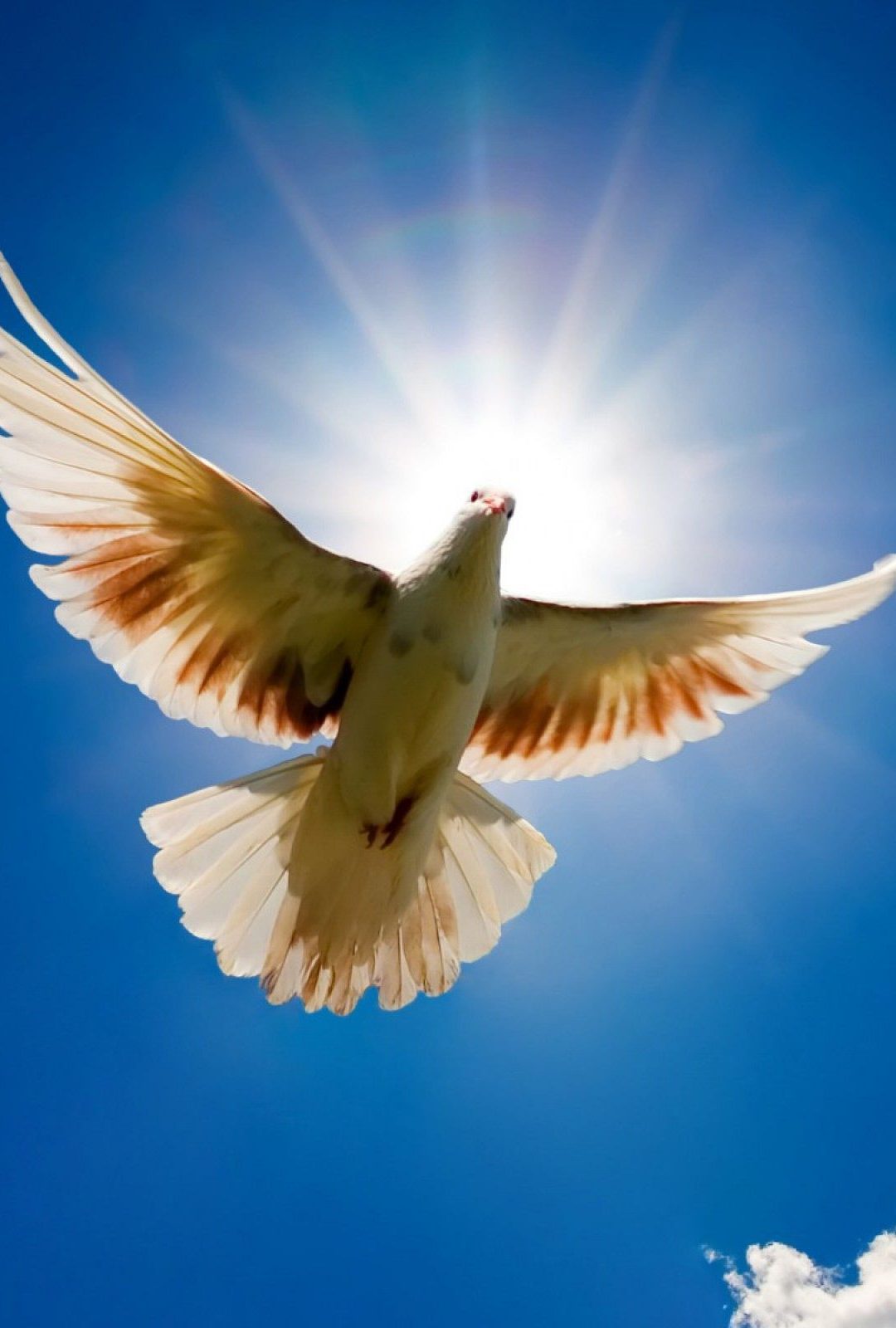 fondo de pantalla de pájaro blanco,pájaro,naturaleza,ala,cielo,paloma de roca