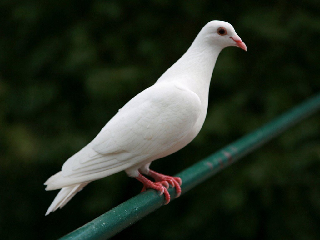 weiße vogeltapete,vogel,tauben und tauben,felsentaube,stock taube,flügel