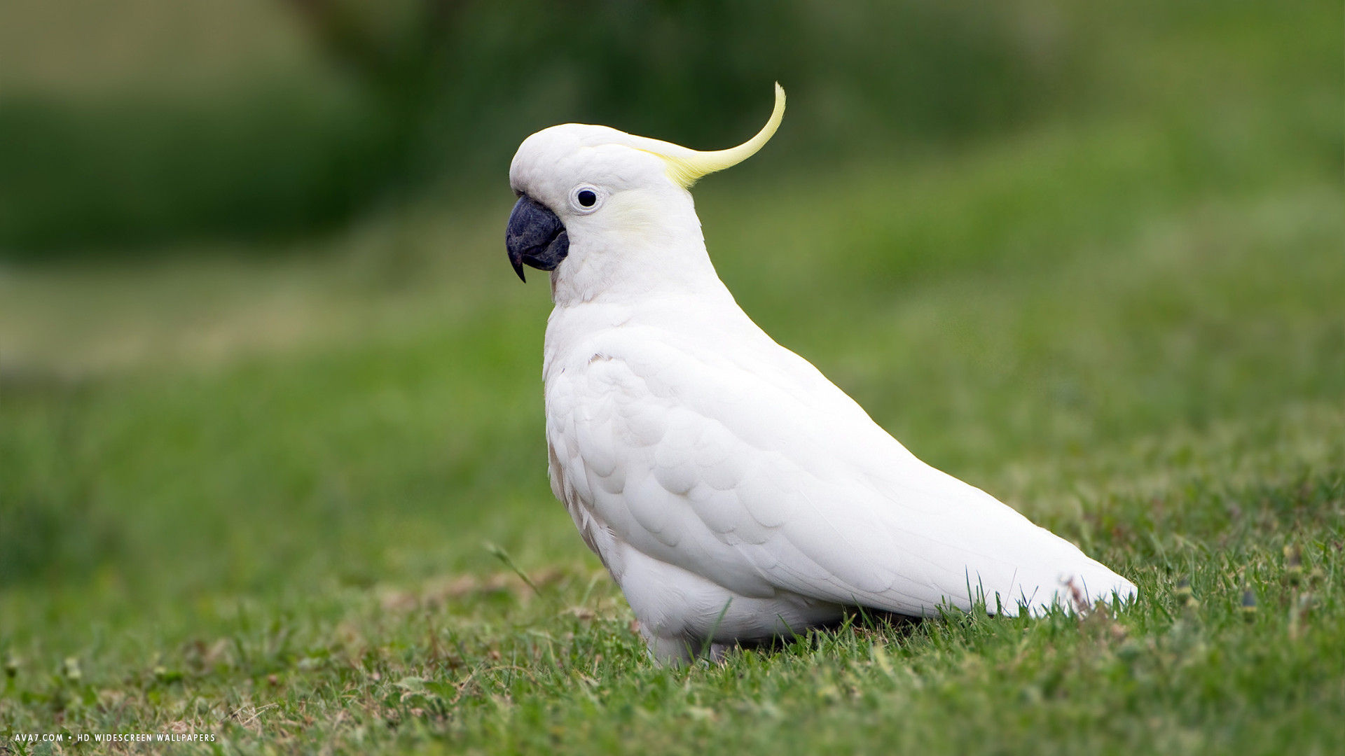 白い鳥の壁紙,鳥,硫黄紋付きオウム,コカトゥー,オウム,羽