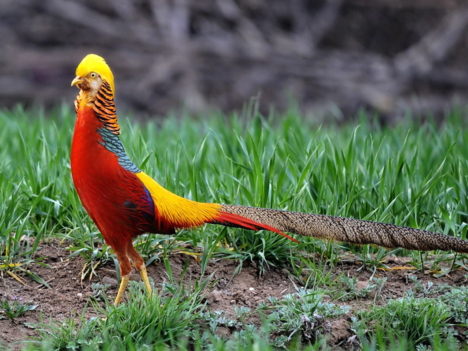 goldene vogeltapete,vogel,fasan,phasianidae,tierwelt