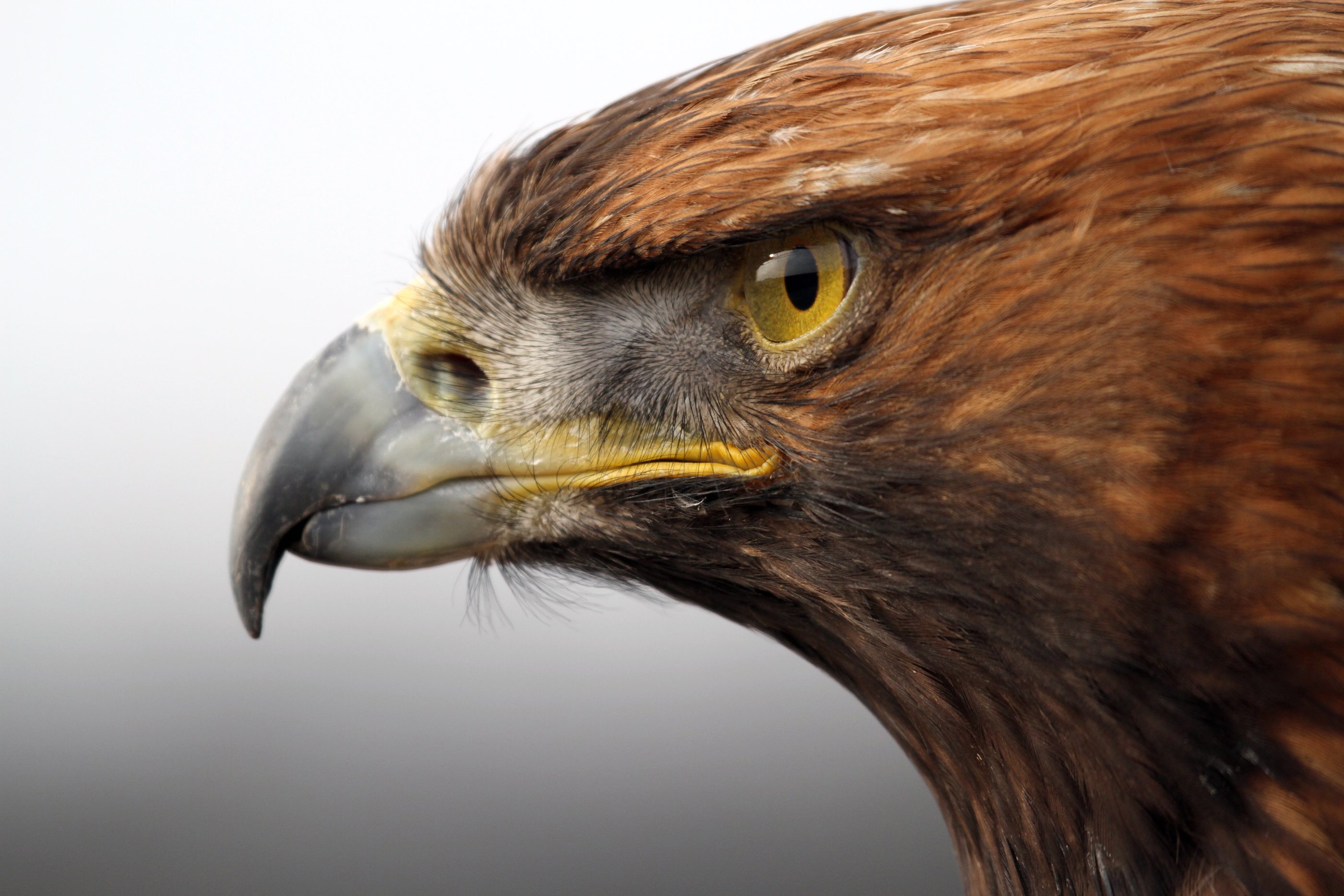 fondo de pantalla de pájaro de oro,pájaro,águila dorada,ave de rapiña,águila,accipitridae