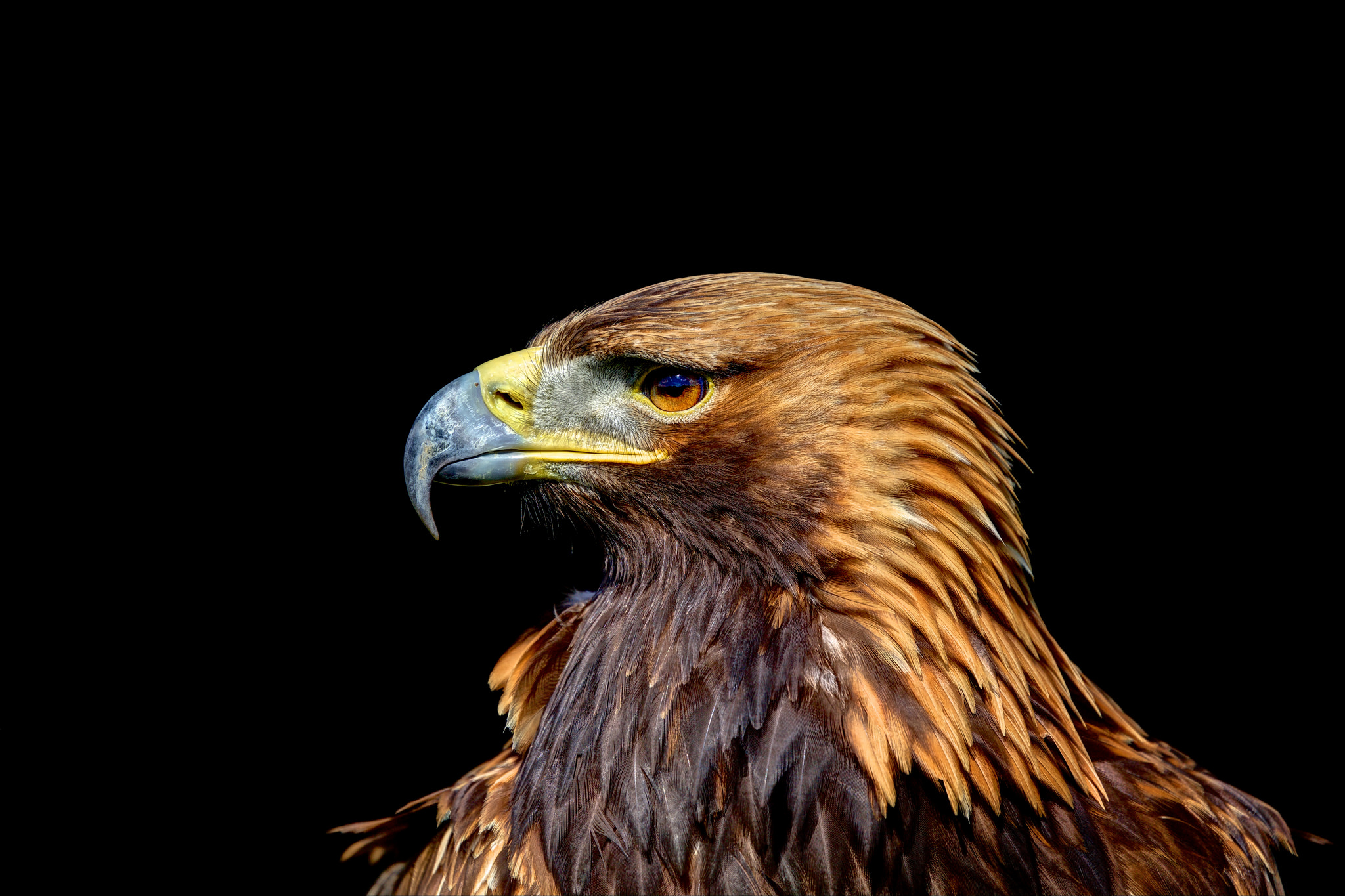 金の鳥の壁紙,鳥,猛禽,ゴールデンイーグル,accipitriformes,鷲