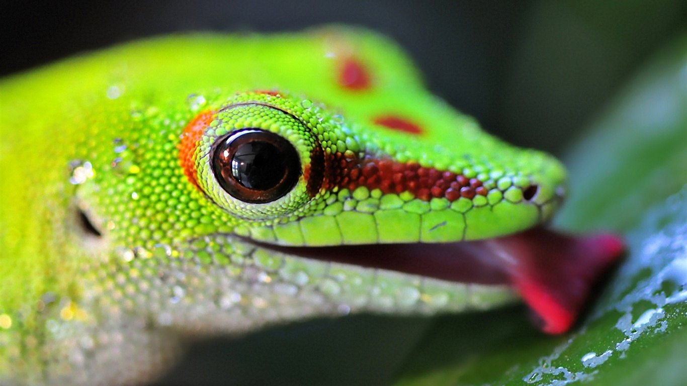 carta da parati lucertola,rettile,anole,lucertola,verde,anole