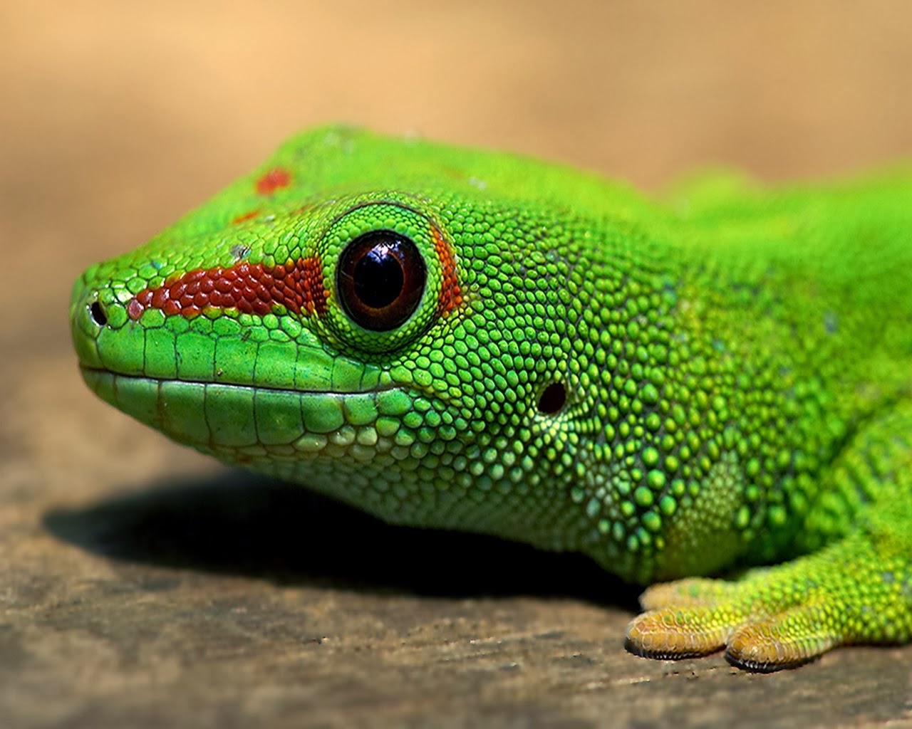 fond d'écran lézard,reptile,lézard,vert,gecko,lacerta