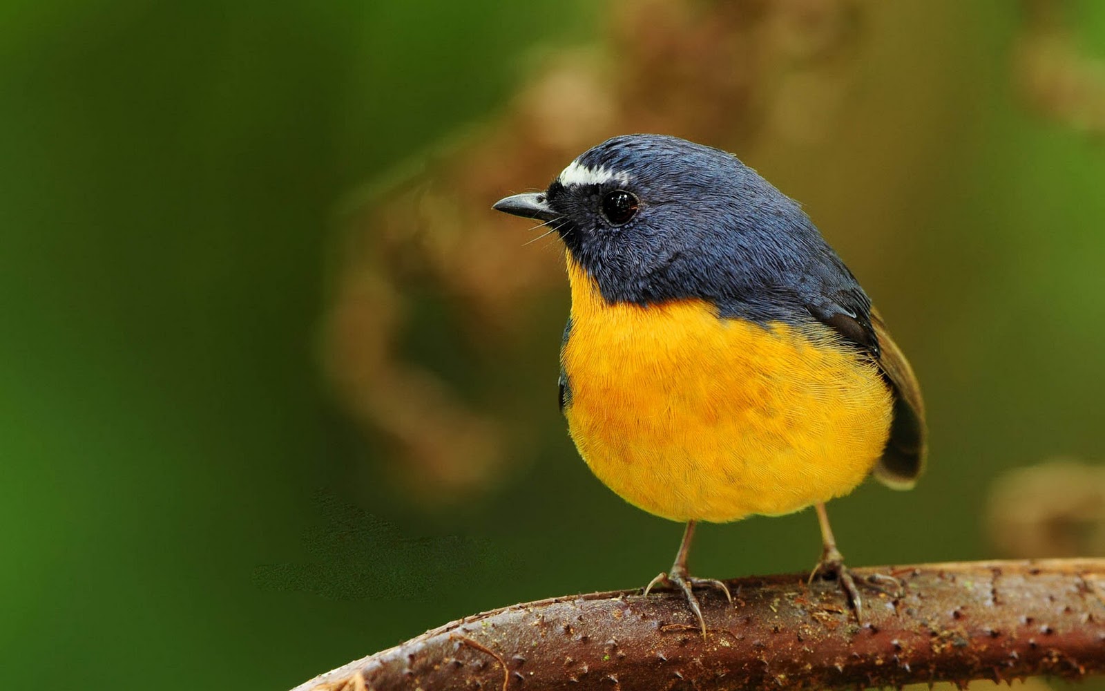 노란 새 벽지,새,야생 동물,구세계 flycatcher,핀치,앉은 새