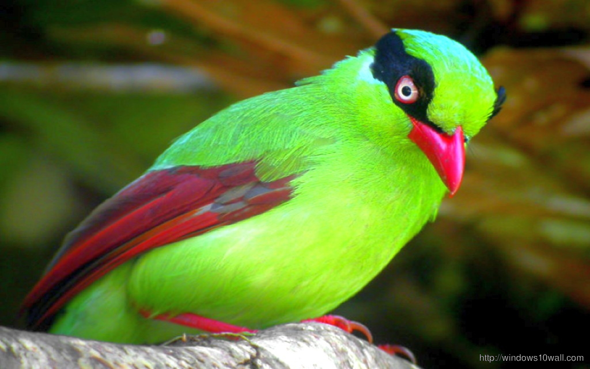 fondo de pantalla de pájaro verde,pájaro,loro,ojo,pluma,perico