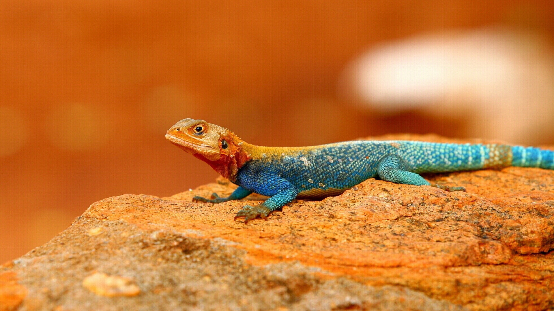 lizard wallpaper,reptile,lizard,vertebrate,gecko,scaled reptile