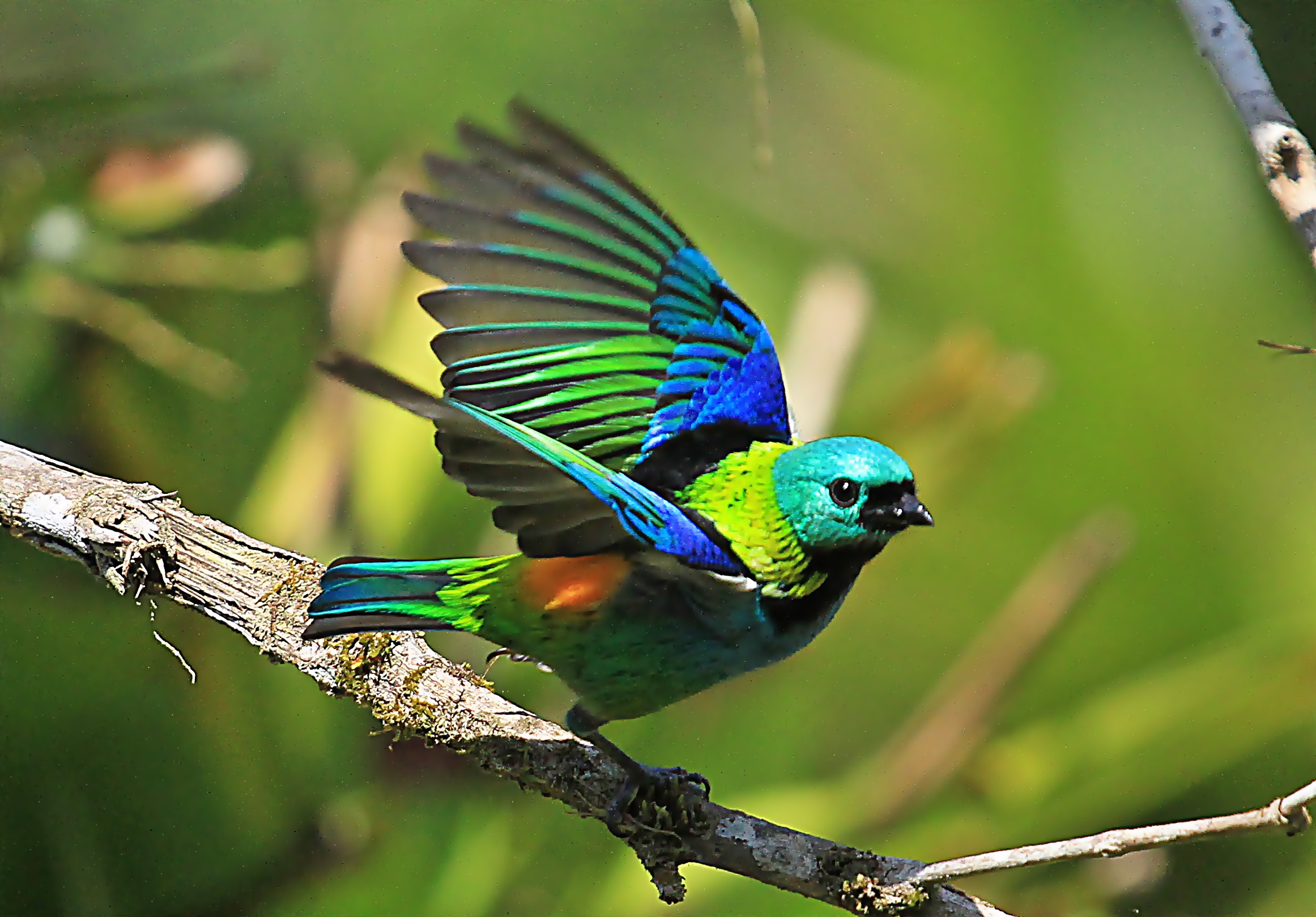 緑の鳥の壁紙 鳥 止まった鳥 Coraciiformes 工場 野生動物 Wallpaperuse