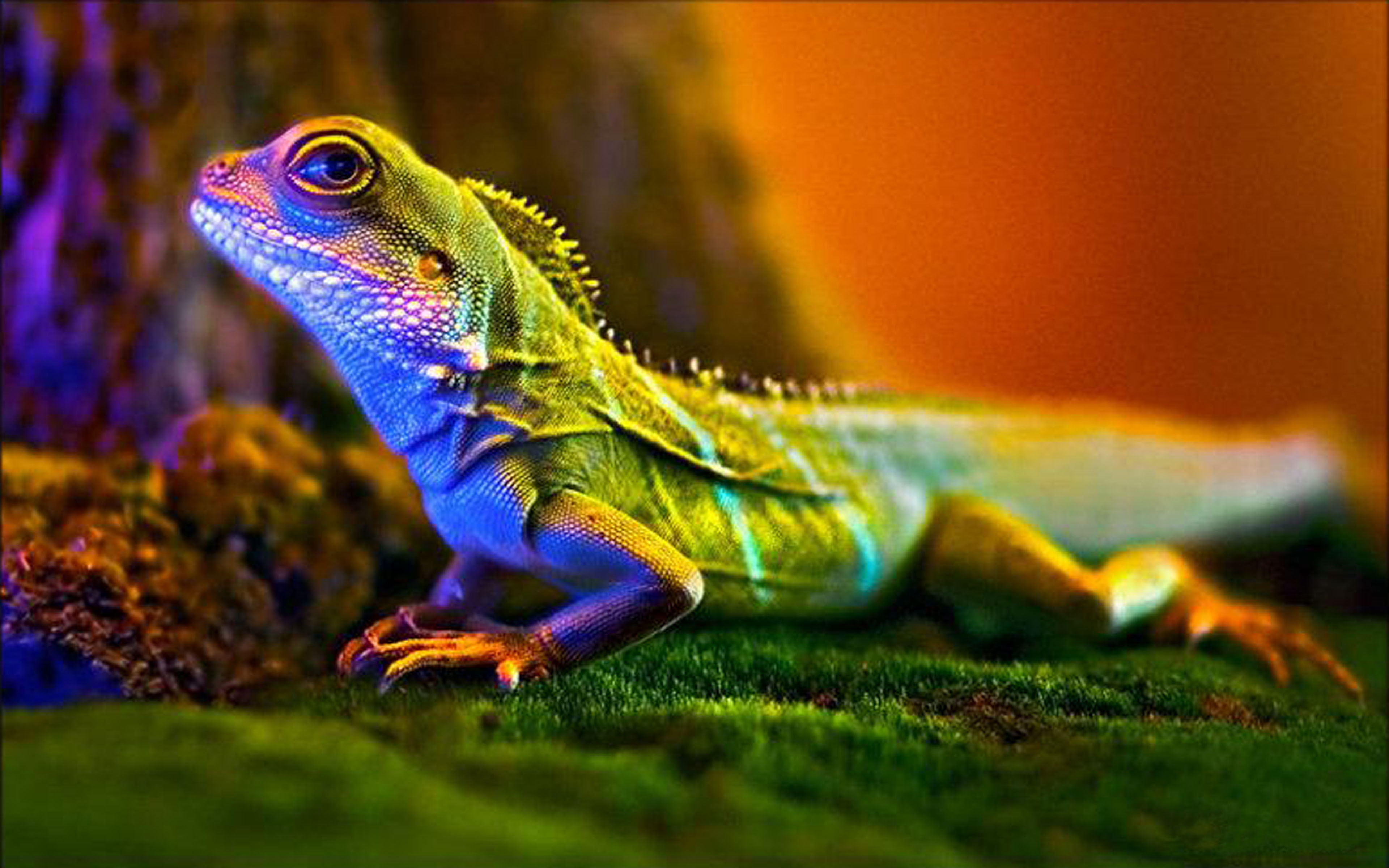 fondo de pantalla de lagarto,reptil,lagartija,naturaleza,iguana,iguana verde