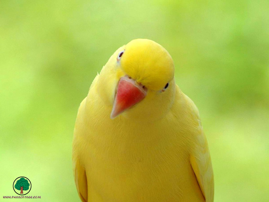carta da parati uccello giallo,uccello,parrocchetto,pappagallo,giallo,pappagallino