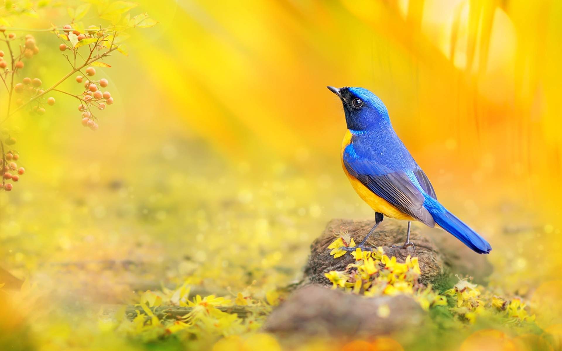 fondo de pantalla de pájaro amarillo,pájaro,naturaleza,amarillo,pájaro cantor,azulejo