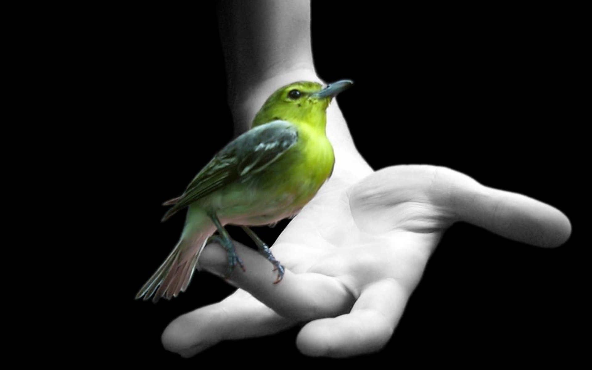 grüne vogeltapete,vogel,flügel,hockender vogel,fotografie,hand