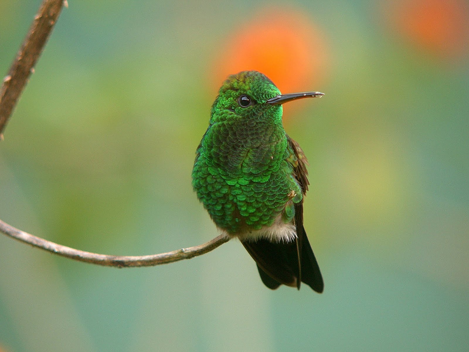 papier peint oiseau vert,oiseau,colibri,colibri roux,jacamar,coraciiformes