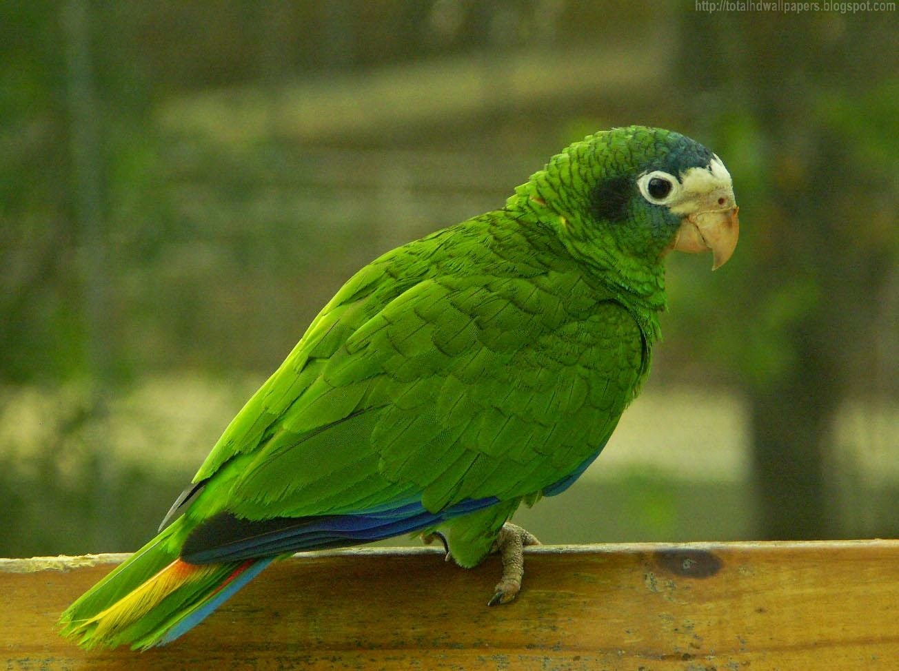green bird wallpaper,bird,vertebrate,parakeet,beak,parrot