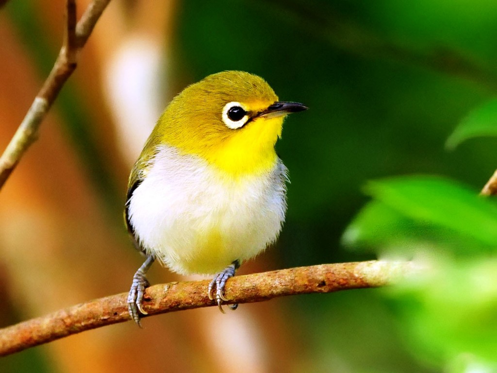 fondo de pantalla de pájaro amarillo,pájaro,papamoscas del viejo mundo,pájaro cantor,pájaro posado,fauna silvestre