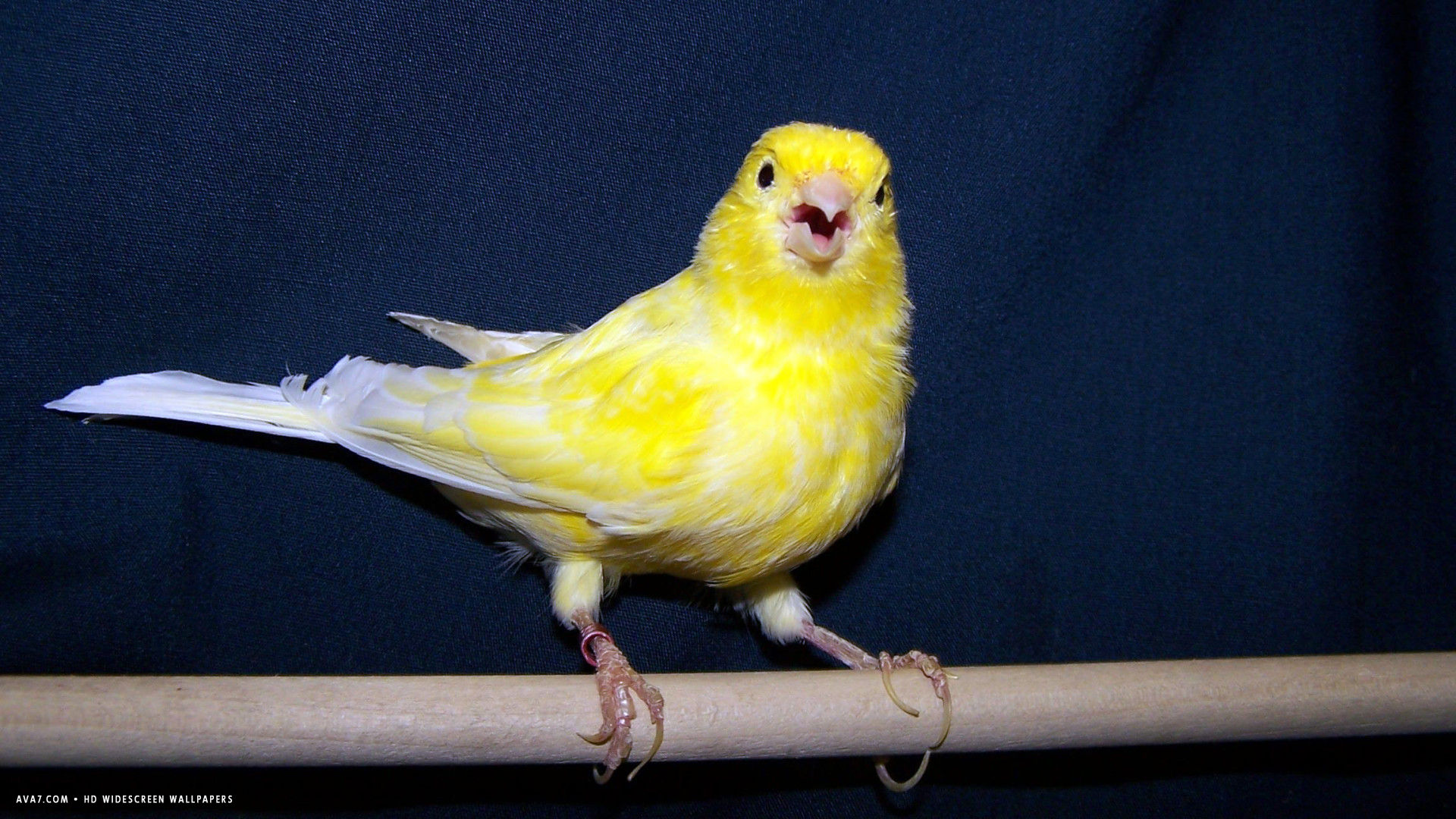 gelbe vogeltapete,vogel,fink,gelb,kanarienvogel,papagei