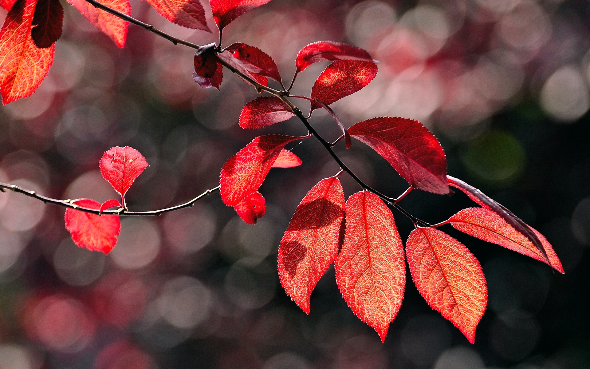 fondo de pantalla de ramita,rojo,hoja,árbol,flor,planta