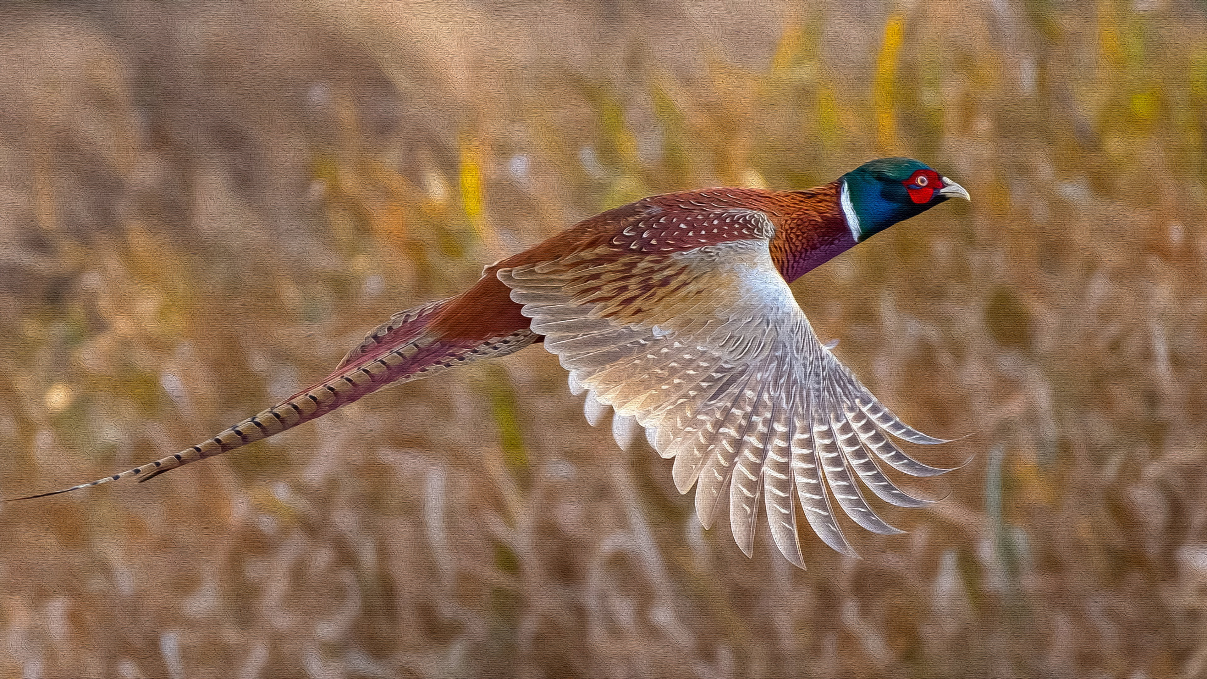 キジの壁紙,鳥,キジ,リングネックキジ,キジ科,野生動物