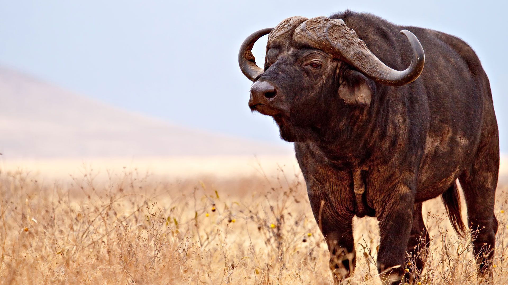 African Buffalo National Geographic WallpaperUse african-buffalo-national-geographic-wallpaperuse