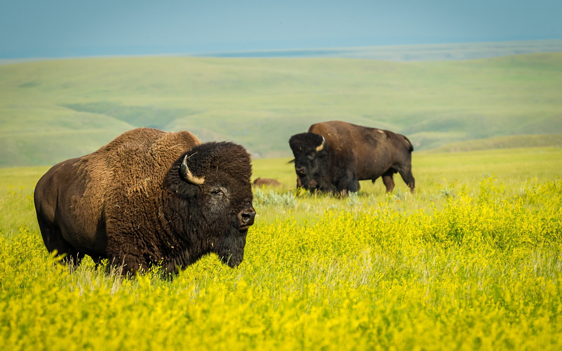 fondo de pantalla de búfalo,bisonte,pradera,animal terrestre,fauna silvestre,paisaje natural