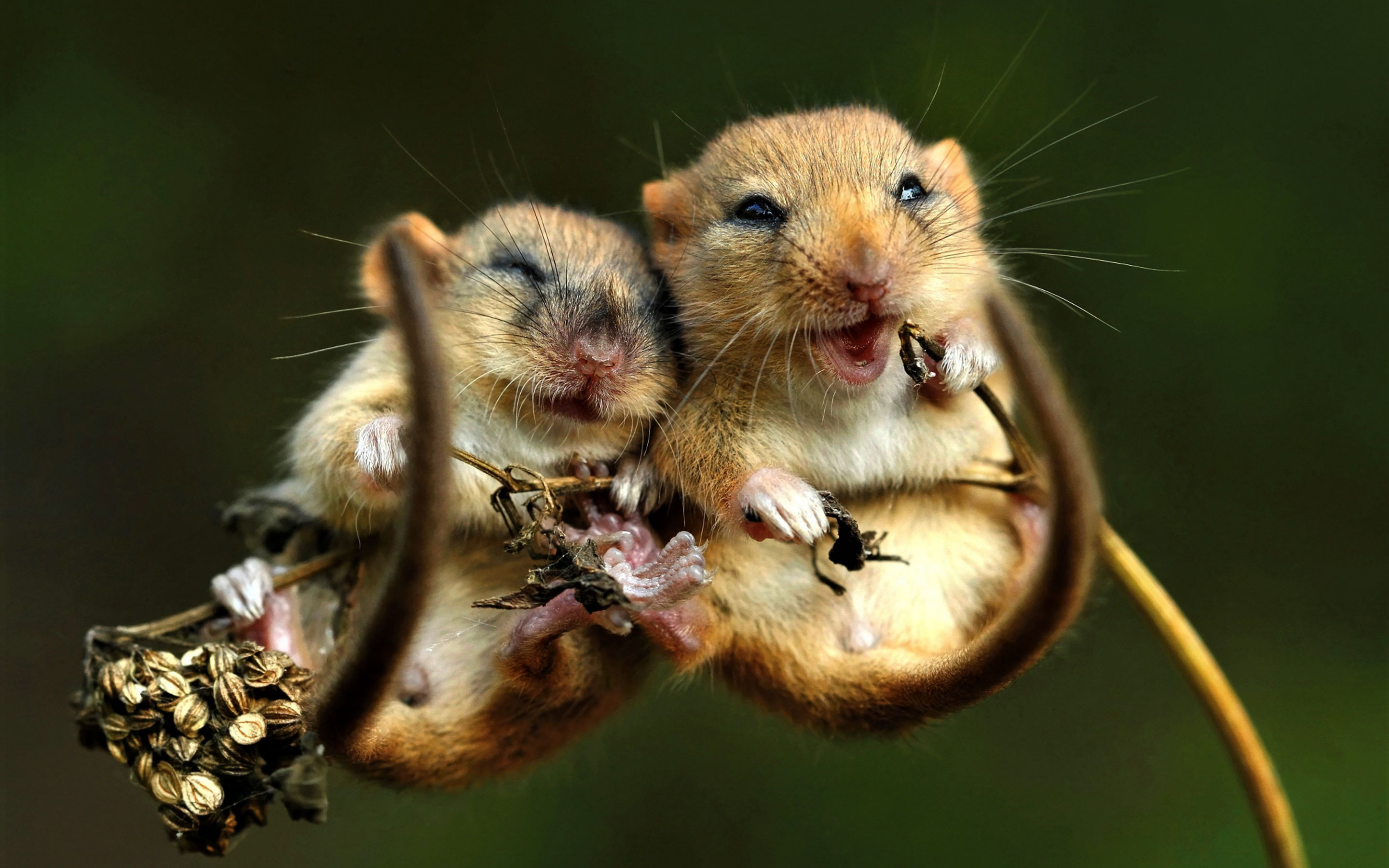 mouse wallpaper,vertebrate,mammal,gerbil,hamster,mouse