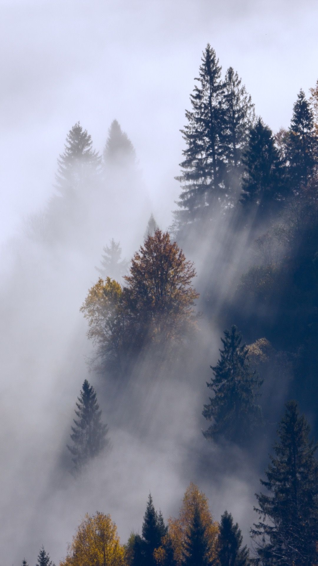 fondo de pantalla para tu ipad,niebla,árbol,cielo,niebla,paisaje natural