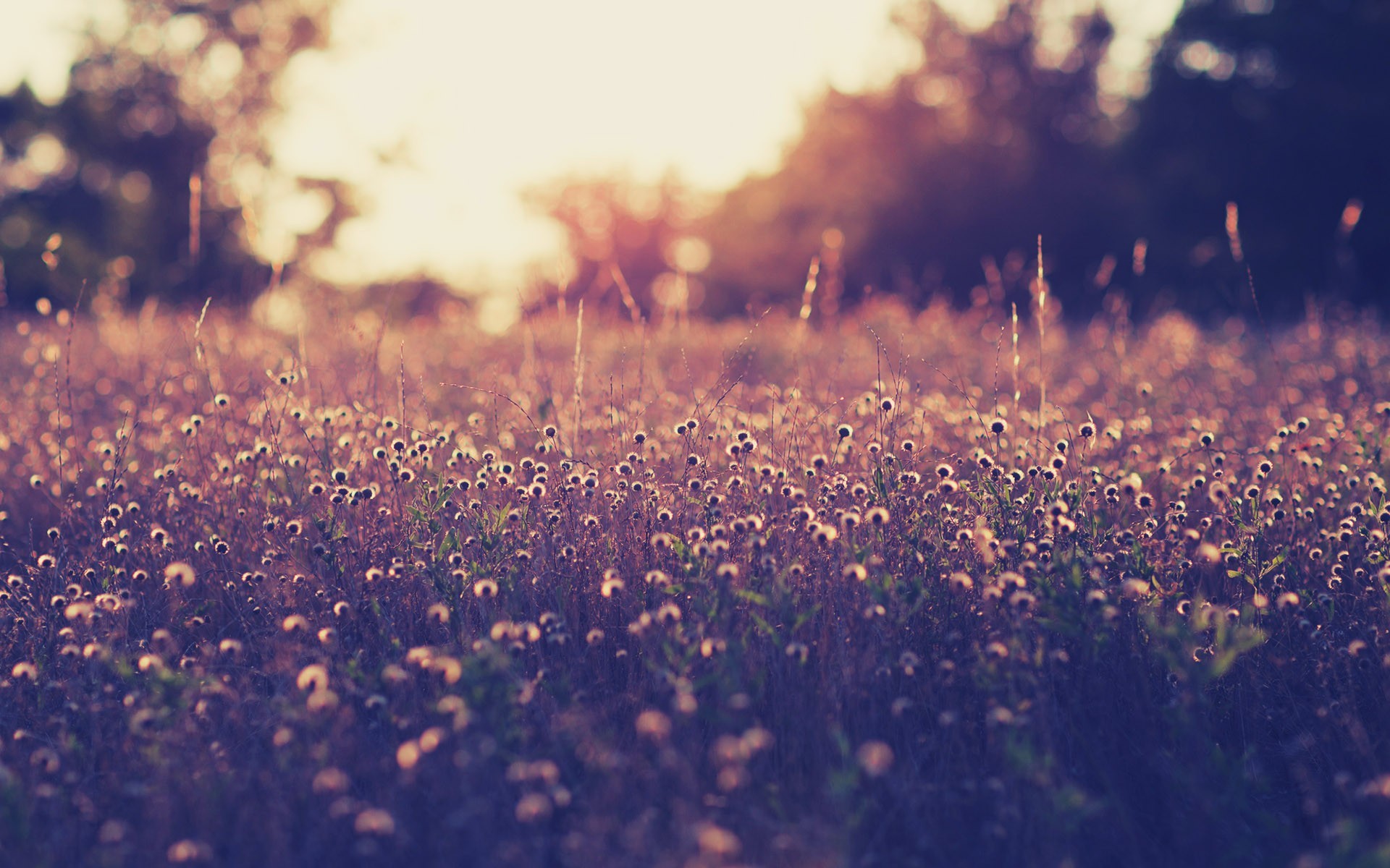 macbook air desktop wallpaper,sky,sunlight,grass,cloud,light