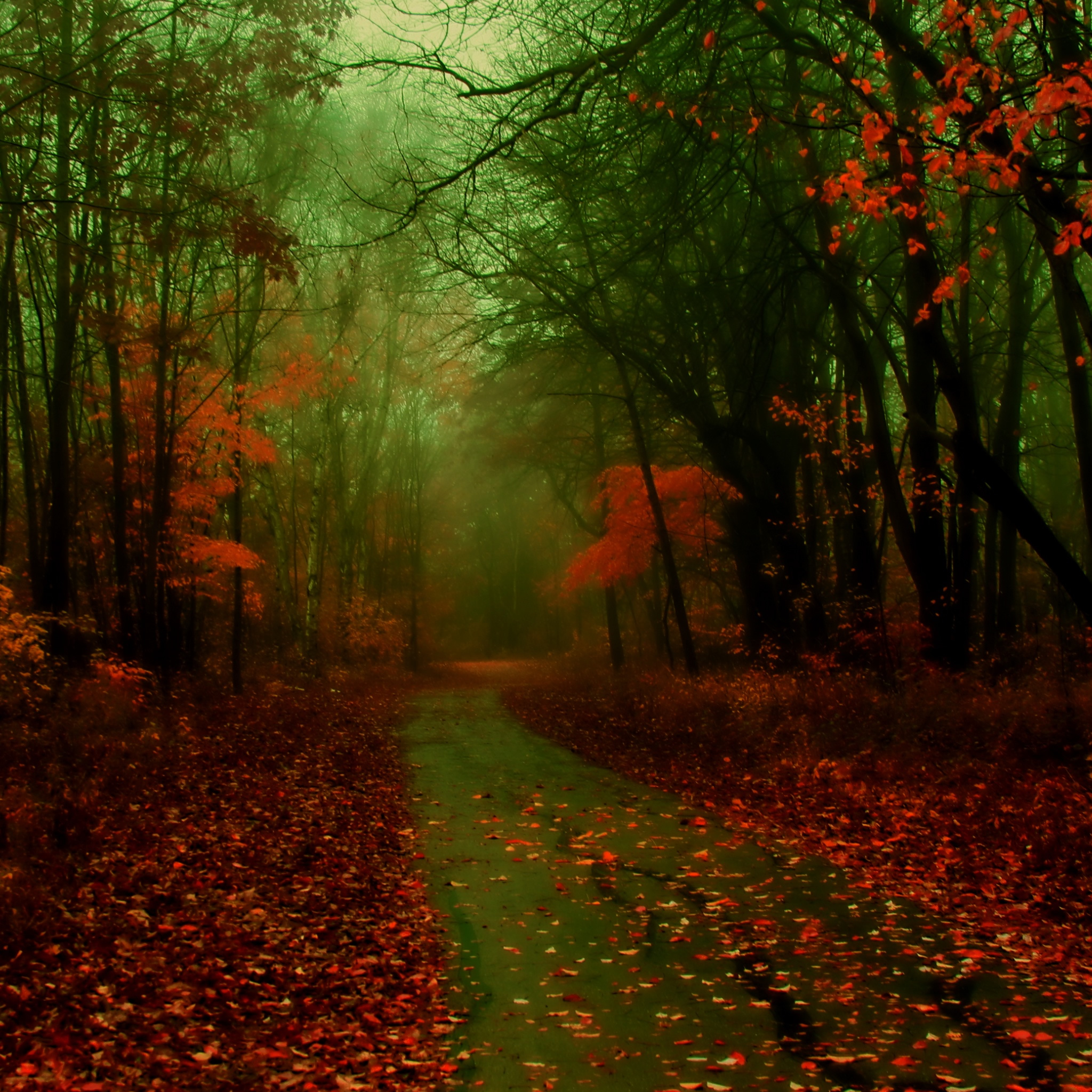 秋の計算された壁紙,自然の風景,自然,森林,森林,葉