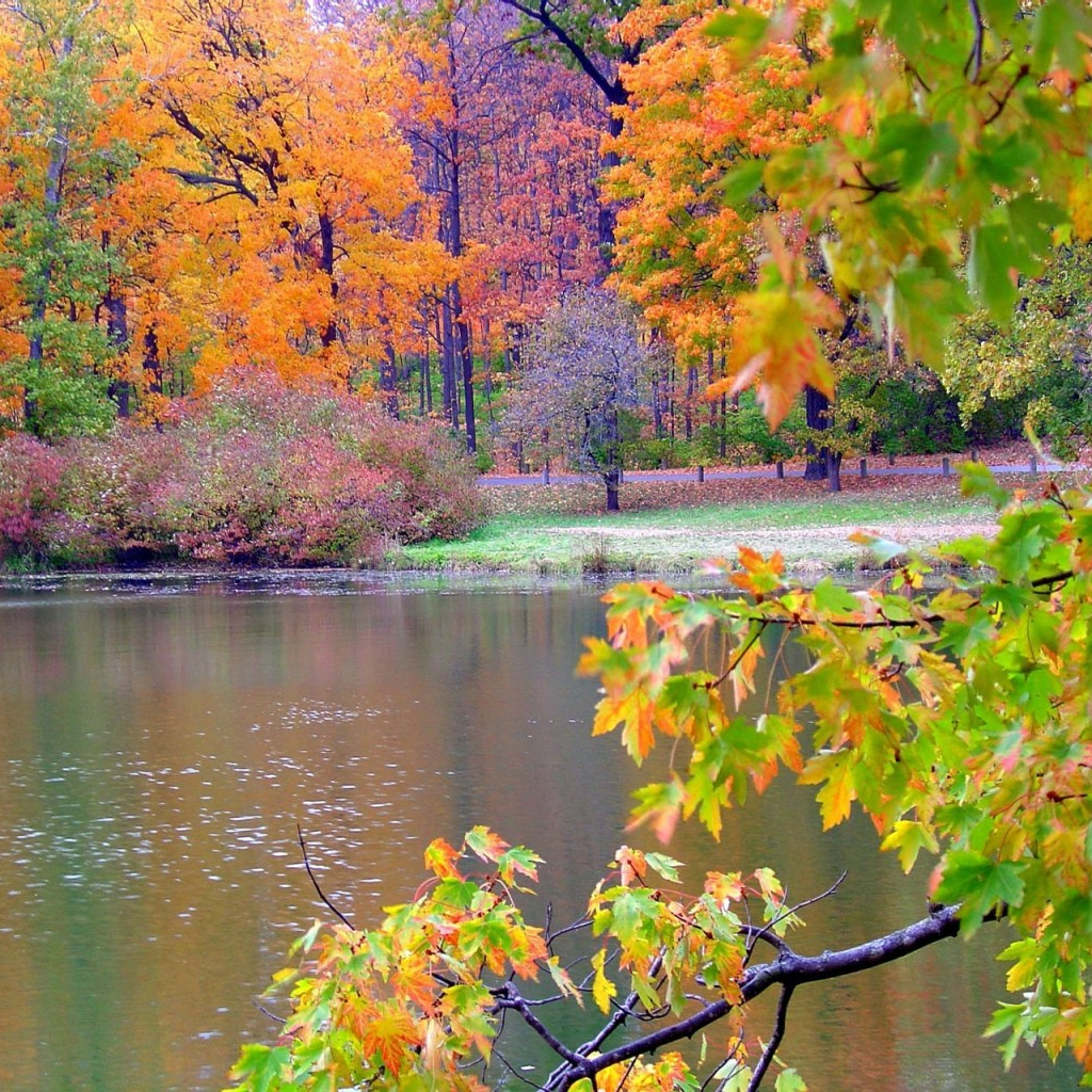 fond d'écran ipad automne,paysage naturel,la nature,arbre,réflexion,feuille