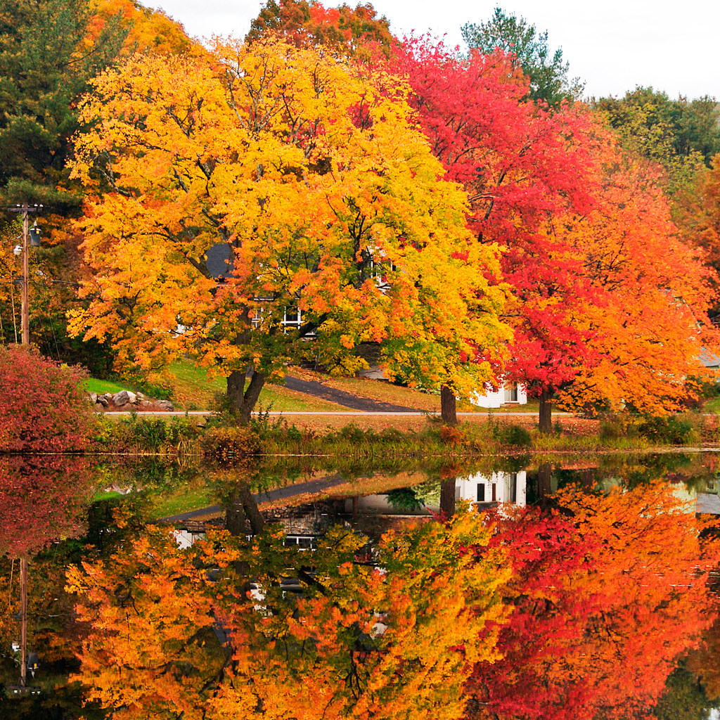 fond d'écran ipad automne,arbre,plante,la nature,feuille,l'automne