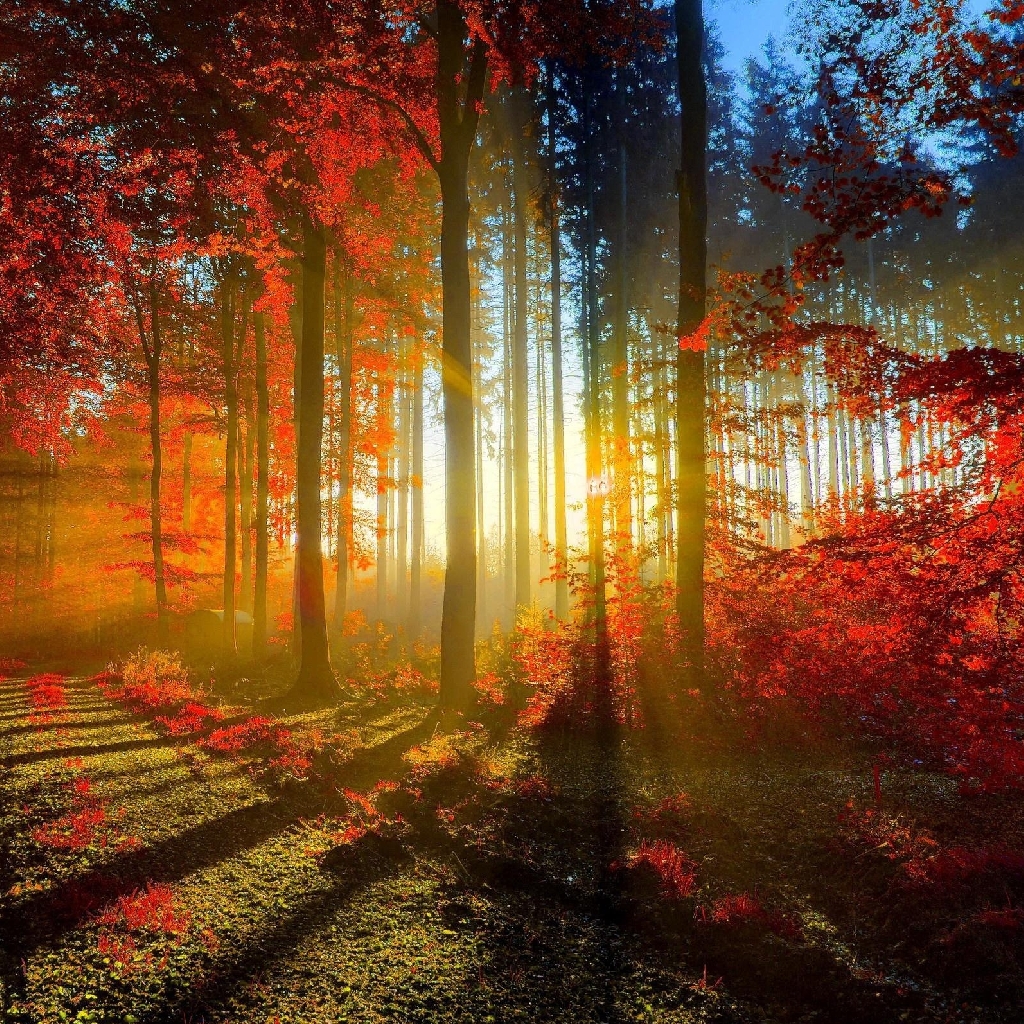 otoño ipad fondo de pantalla,paisaje natural,naturaleza,árbol,bosque,rojo