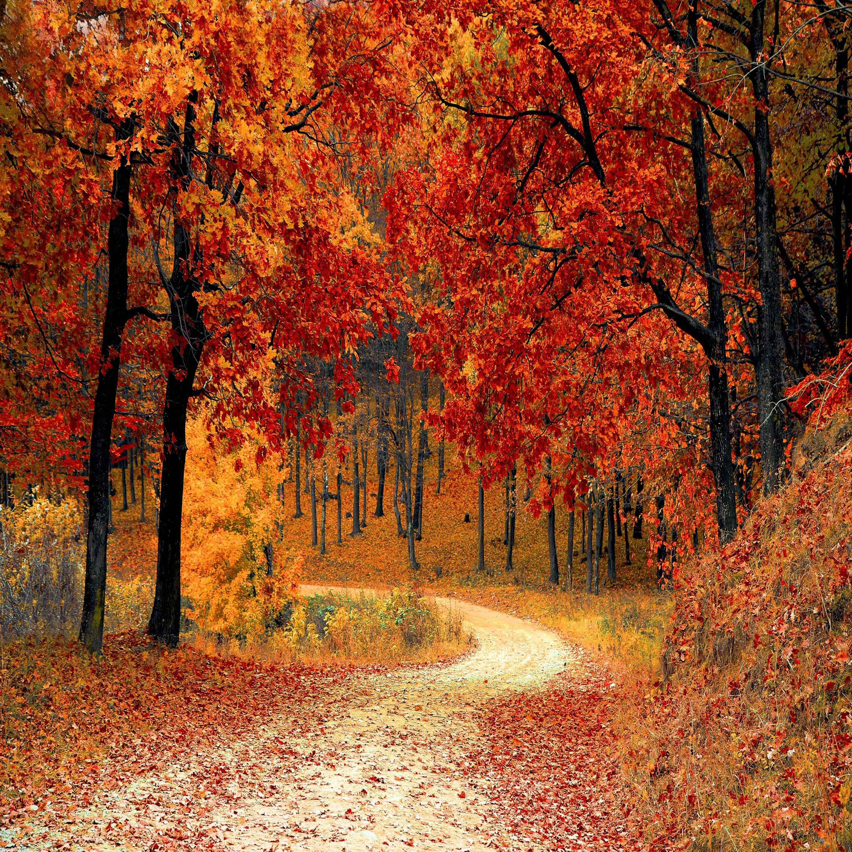 fond d'écran ipad automne,arbre,paysage naturel,la nature,feuille,l'automne
