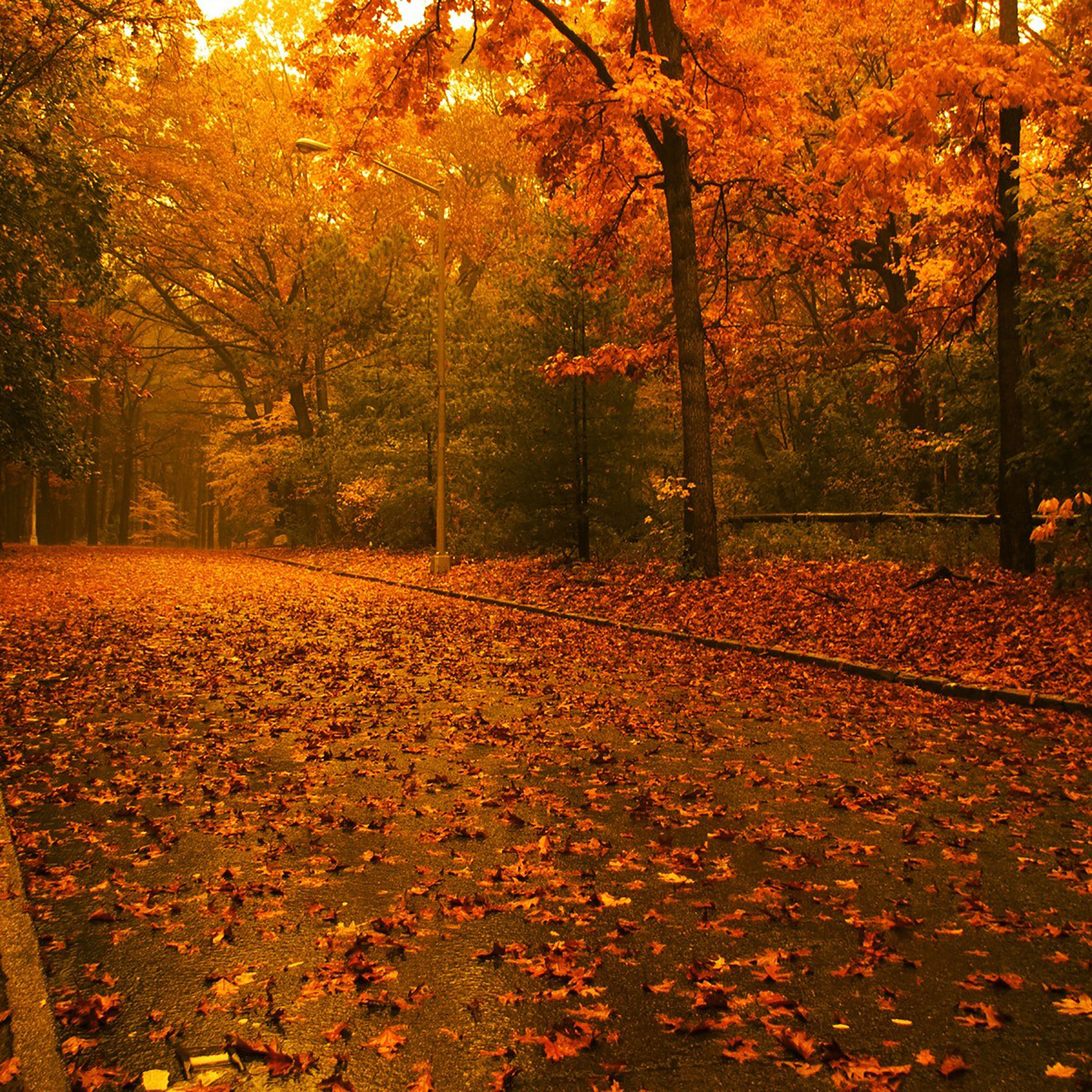otoño ipad fondo de pantalla,paisaje natural,árbol,naturaleza,hoja,otoño