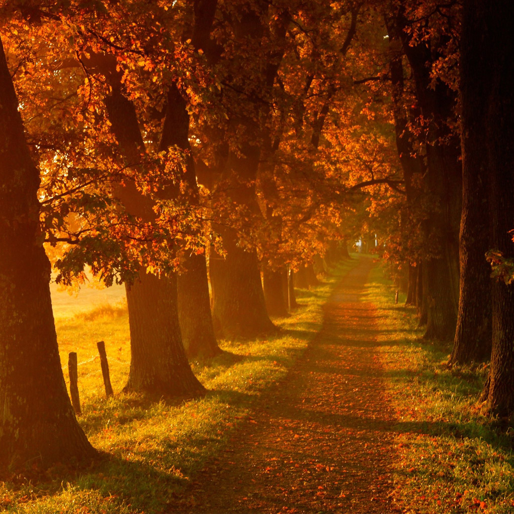 otoño ipad fondo de pantalla,paisaje natural,naturaleza,árbol,luz del sol,bosque