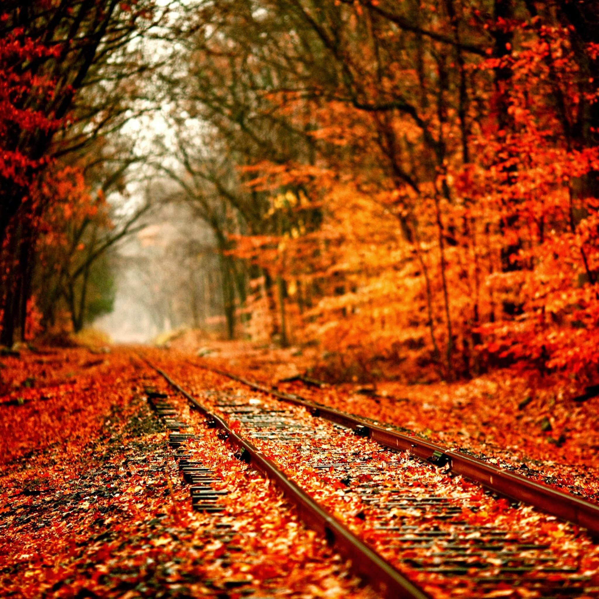 otoño ipad fondo de pantalla,paisaje natural,naturaleza,otoño,árbol,pista