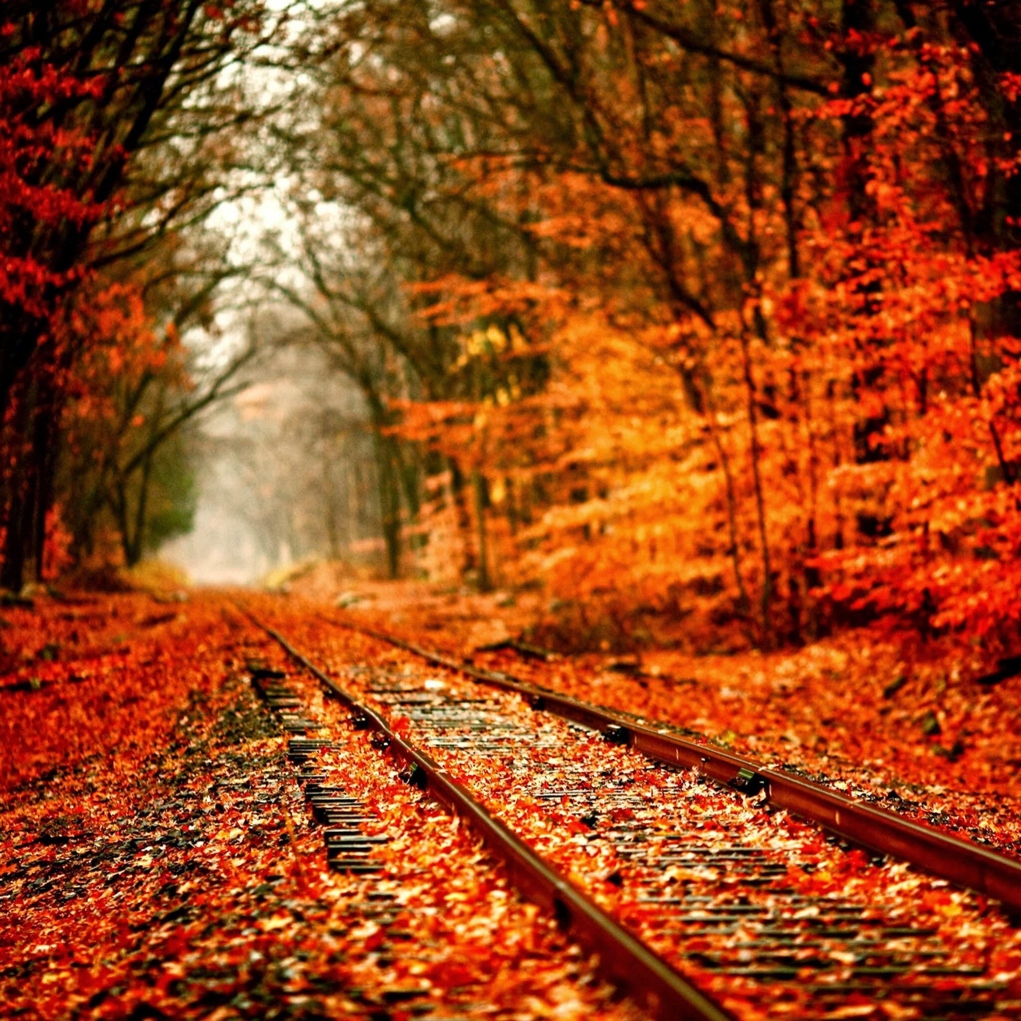Free Autumn Ipad Wallpaper Autumn Ipad Wallpaper Download Wallpaperuse 1