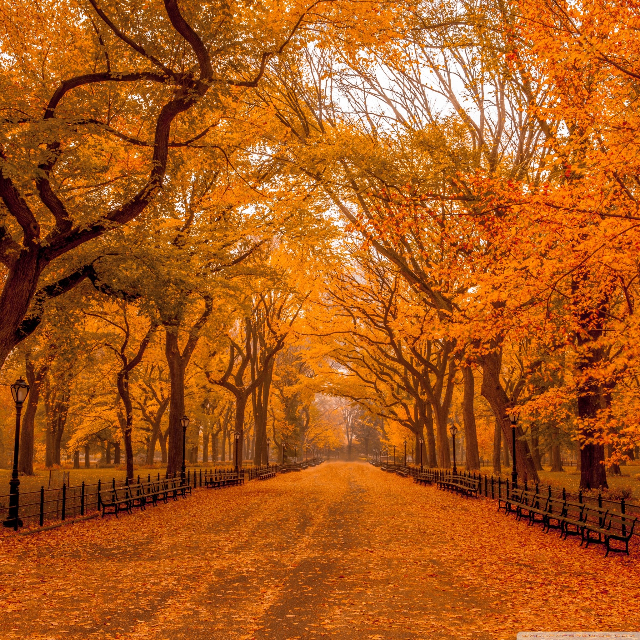carta da parati ipad autunnale,albero,paesaggio naturale,natura,autunno,foglia