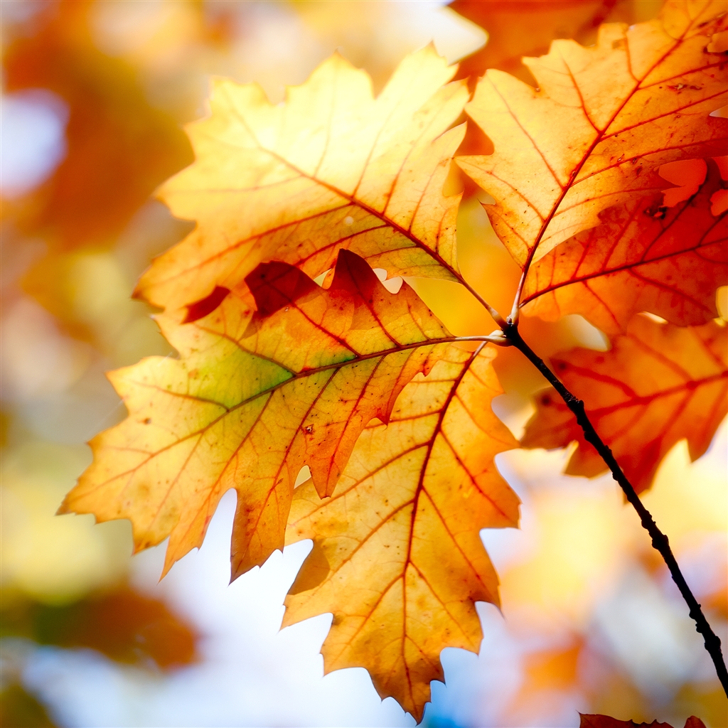 carta da parati ipad autunnale,foglia,albero,foglia di acero,autunno,arancia