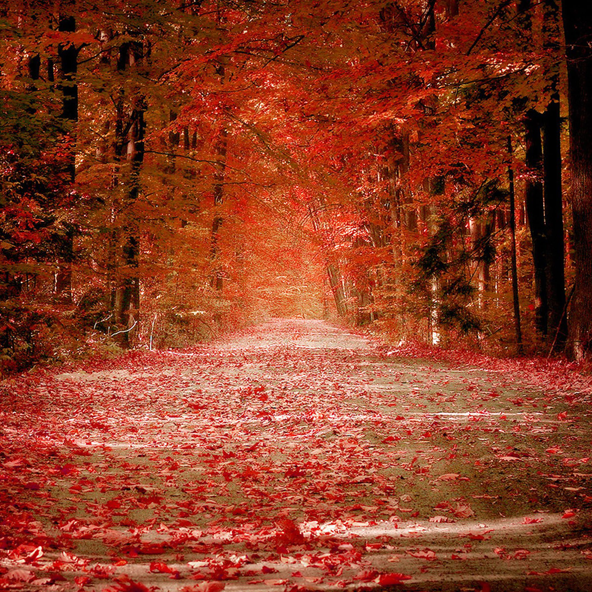 autumn ipad wallpaper,red,nature,tree,natural landscape,leaf