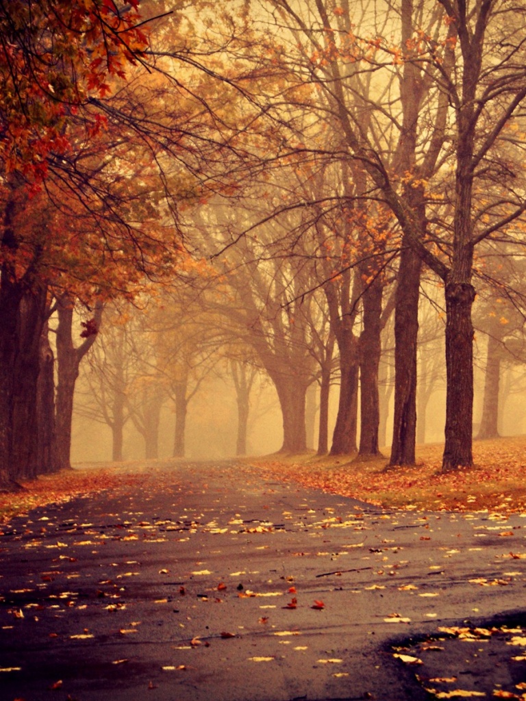 carta da parati ipad autunnale,paesaggio naturale,natura,albero,cielo,autunno