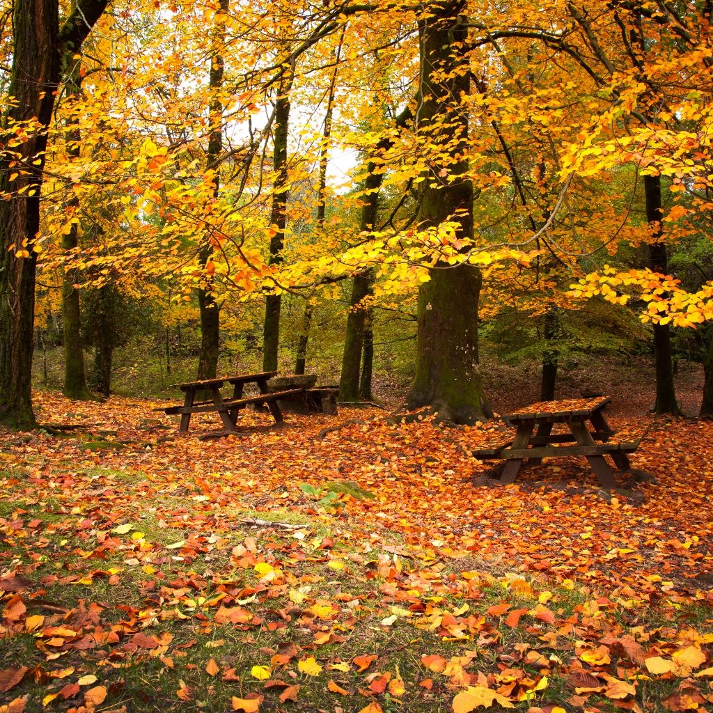 otoño ipad fondo de pantalla,paisaje natural,árbol,naturaleza,otoño,hoja