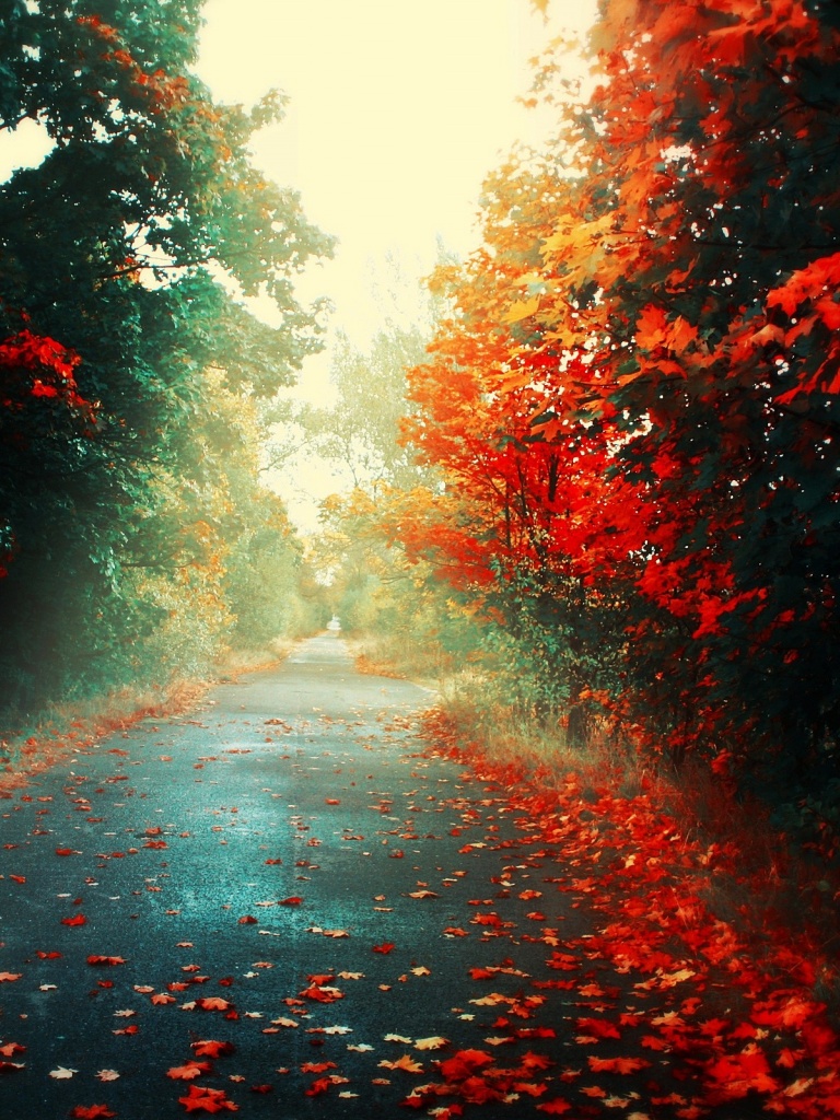 秋の計算された壁紙,赤,自然,空,木,自然の風景