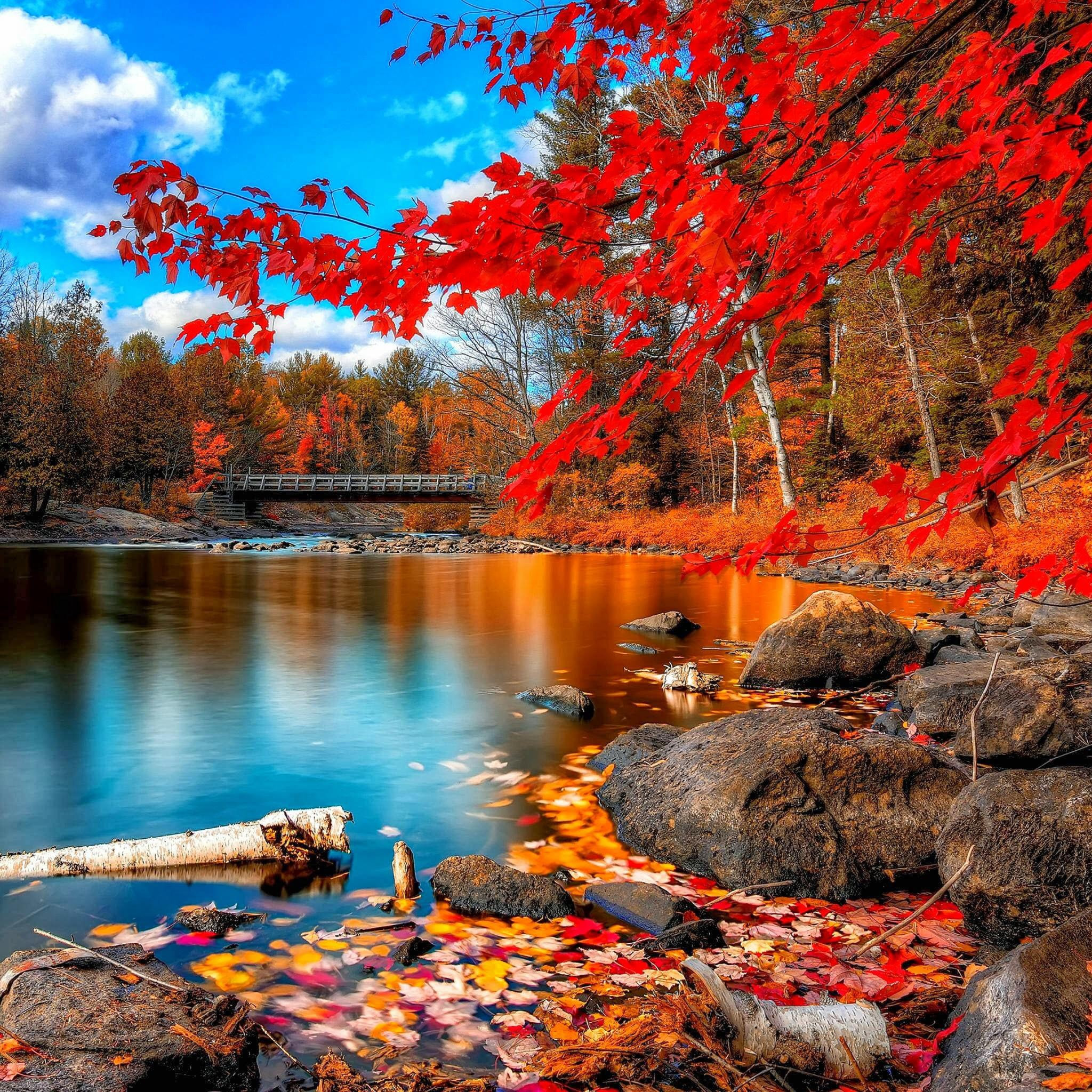 otoño ipad fondo de pantalla,naturaleza,paisaje natural,árbol,hoja,cielo