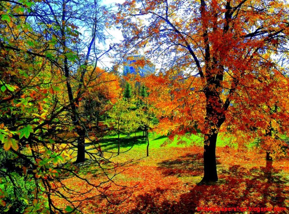 otoño ipad fondo de pantalla,árbol,paisaje natural,naturaleza,hoja,bosque de madera dura del norte