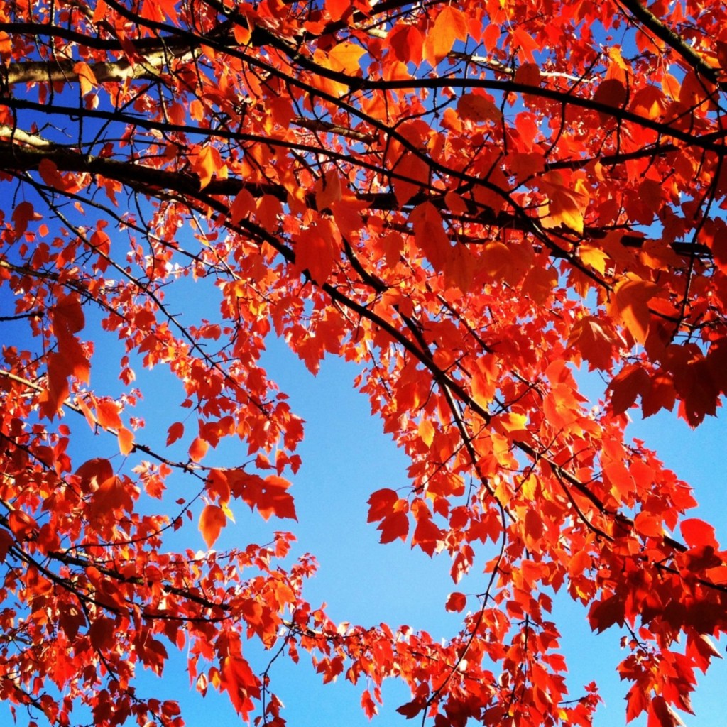 가을 아이 패드 벽지,나무,잎,우디 식물,빨간,단풍