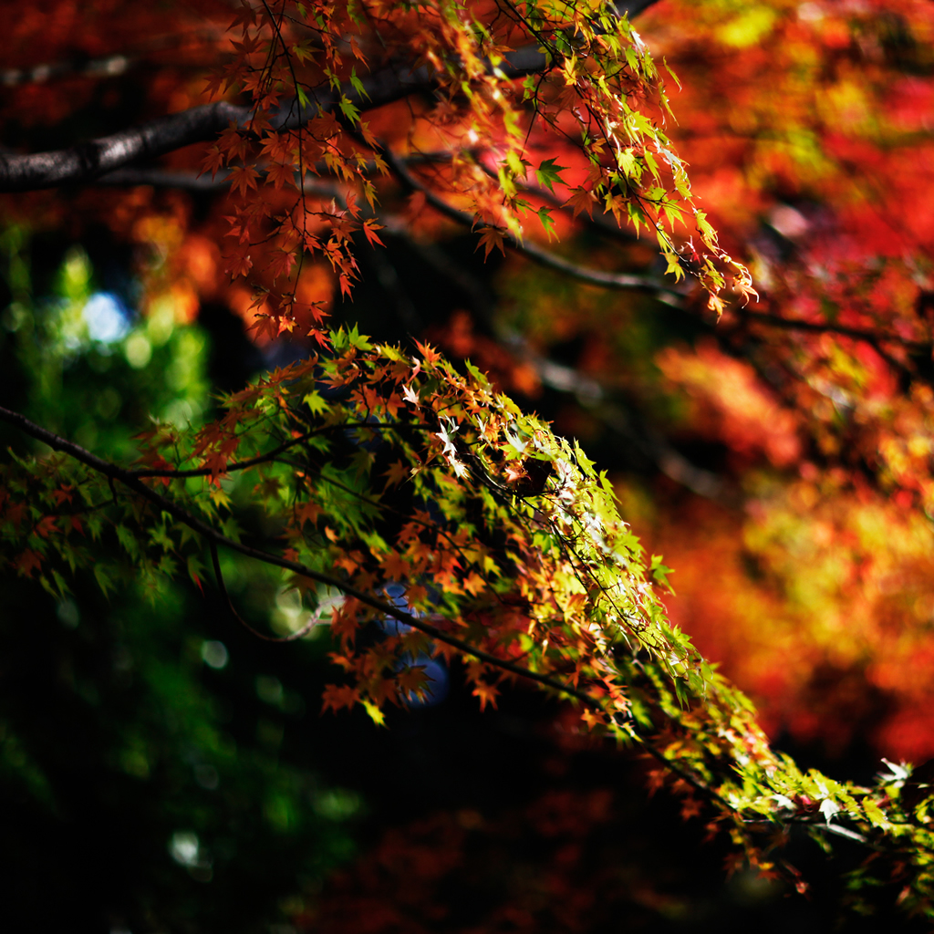otoño ipad fondo de pantalla,naturaleza,hoja,árbol,paisaje natural,verde