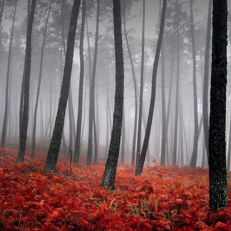 otoño ipad fondo de pantalla,árbol,bosque,paisaje natural,naturaleza,bosque de madera dura del norte